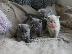 PoulaTo: Βρετανικά κοντότριχα γατάκια